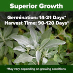 HOME GROWN Non GMO White Sage Seeds 323 Pack Heirloom Seeds - Grow Aromatic Sage Plants for Your Herb Seeds Garden with Sage for Planting Outdoor or Indoor (Salvia apiana)