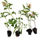 ragnaroc Dwarf Firebush 10-12" (Hamelia Patens VAR. compacta) 8ct - Live Plant for Indoor Outdoor Use, Garden & Landscaping - Live Arrival Guaranteed