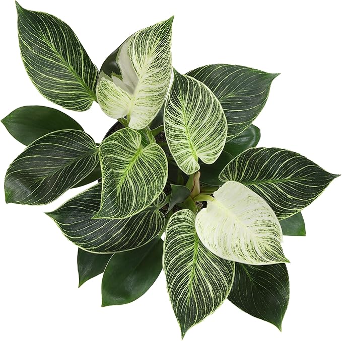 Variegated Philodendron Birkin House Plant Gift & Decor, Powerful Air Purifying Plant, Easy to Grow, Upright Philodendrons, Popular Live Indoor Plants, Includes 6" White Décor Pot, Unique Houseplants