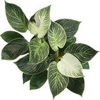 Variegated Philodendron Birkin House Plant Gift & Decor, Powerful Air Purifying Plant, Easy to Grow, Upright Philodendrons, Popular Live Indoor Plants, Includes 6" White Décor Pot, Unique Houseplants