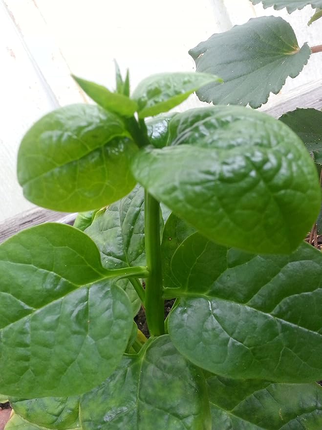 Malabar Spinach Starter Plant with 3 seedlings Basella Alba (Green stem) Non-GMO