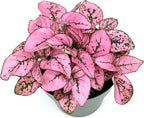 Hypoestes Pink Splash Live Potted House Plants Air Purifying in 2" Pot