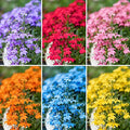 Mix Climbing Lobelia Flower Seeds for Planting, 309+pcs Rare Perennial Climber Trailing Lobelia Flower Seeds Plants, Beauty Flowers Plants Yard Potted Decoration for Home Garden Outdoors