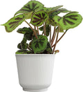 Begonia Masoniana Rock, Live Houseplant Decor in 6" White Pot, Textured Leaves, Easy Botanical Gift, Iron Cross Houseplants, Desk Decor & Gifts, Office Plants & Decorative Plants by Plants for Pets