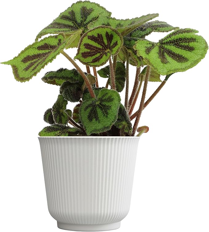 Begonia Masoniana Rock, Live Houseplant Decor in 6" White Pot, Textured Leaves, Easy Botanical Gift, Iron Cross Houseplants, Desk Decor & Gifts, Office Plants & Decorative Plants by Plants for Pets