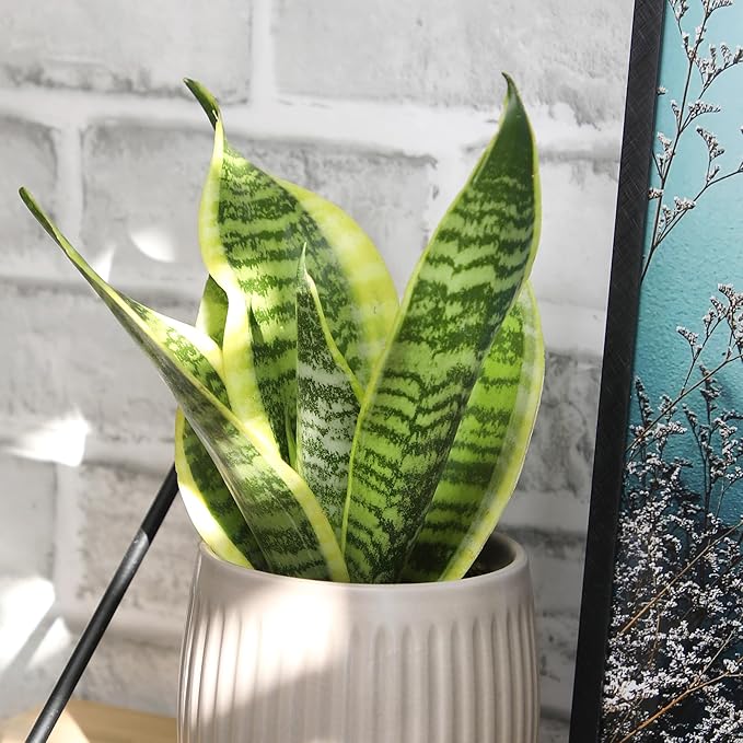 Altman Plants Live Snake Plant (Superba), Approx. 13" Tall, Virtually Indestructible, Easy Succulent Houseplant, 4 in Pot