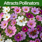 LUOJIBIE Cosmos Seeds, 8500+ Mixed Colors Cosmos Seeds for 2026, High Germination Non-GMO Cosmos Flower Seeds for Planting, Wildflower Seeds for Planting Indoor Outdoor, Open Pollinated