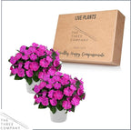 Live Flowering New Guinea Impatiens - Shades of Purple (2 Plants Per Pack) - Beautiful Shade Flowers - 12" Tall by 5" Wide in 1 Qt Pot