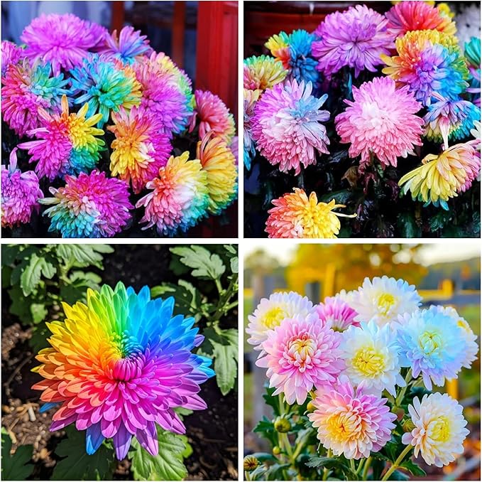 400+ Exotic Rainbow Chrysanthemum Seeds Hardy Garden Flower Seeds - Rare Ground Cover Plant Landscape for Garden Outdoor