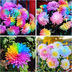 400+ Exotic Rainbow Chrysanthemum Seeds Hardy Garden Flower Seeds - Rare Ground Cover Plant Landscape for Garden Outdoor