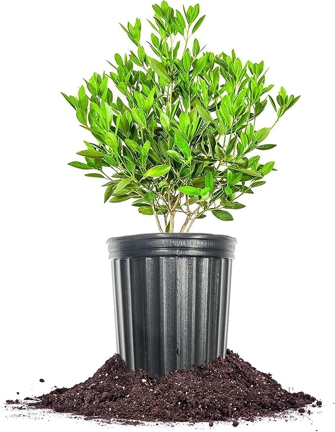 Perfect Plants Ocala Anise 1 Gallon | Live Shrub for Landscaping | Evergreen & Provides Privacy