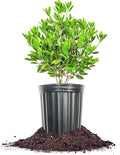 Perfect Plants Ocala Anise 1 Gallon | Live Shrub for Landscaping | Evergreen & Provides Privacy