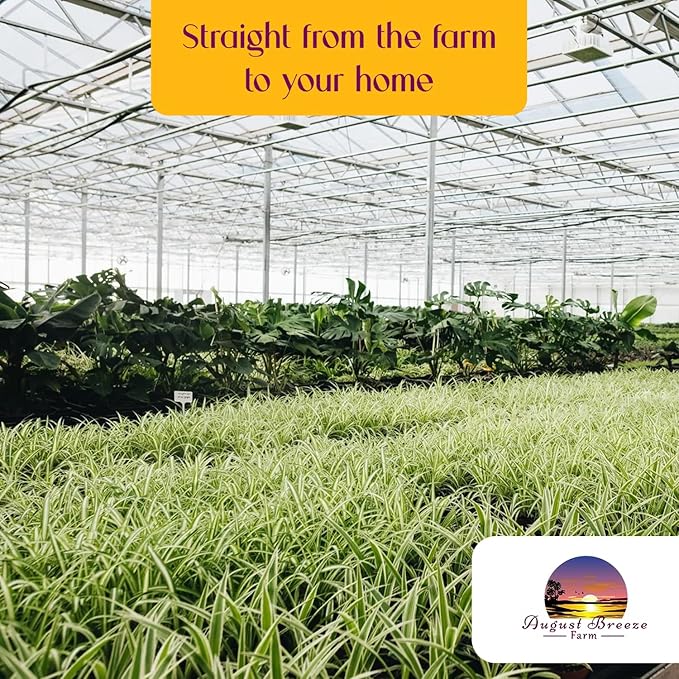 Live Variegated Ocean Spider Plant in Basket - Chlorophytum Comosum Plant for Home, Garden & Office Decor - Easy to Grow Air Purifying Houseplant Striped Foliage - Easy to Care (1)