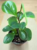 Peperomia Lemon Lime Baby Rubber Live Plant 4 inch Pot