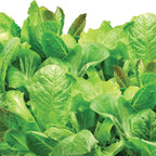 Aerogarden Salad Greens Seed pod Kit with Red and Green Leaf, Romaine and Butter Head Lettuce, Liquid Plant Food and Growing Guide, 6-Pod