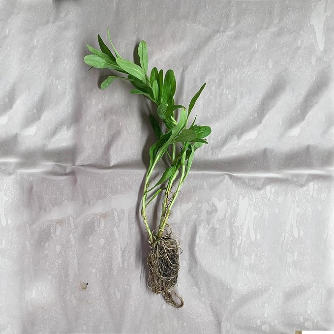 Chalily Forget-me-not, a Great Live Pond Plant for Your Water Garden. Filters koi and Goldfish Ponds. Good for Bogs, Plant Shelf or Shallow Water This marginal Aquatic is a Real Beauty