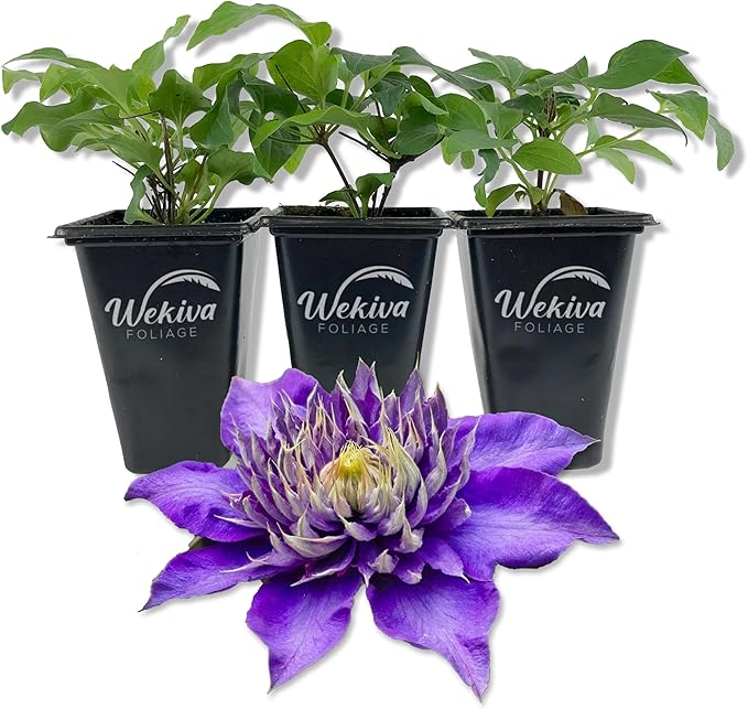 Clematis Multi Blue - 3 Live Starter Plants in 2 Inch Growers Pots - Starter Plants Ready for The Garden - Rare Clematis for Collectors