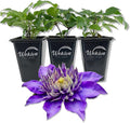 Clematis Multi Blue - 3 Live Starter Plants in 2 Inch Growers Pots - Starter Plants Ready for The Garden - Rare Clematis for Collectors