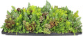 10 in. x 20 in. Sedum Groundcover Mat, Non-toxic Hardy Stonecrop for Landscaping, Live Succulents, Pet Friendly Plants for Cats & Dogs, Drought Resilient, Easy Care