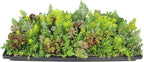 10 in. x 20 in. Sedum Groundcover Mat, Non-toxic Hardy Stonecrop for Landscaping, Live Succulents, Pet Friendly Plants for Cats & Dogs, Drought Resilient, Easy Care