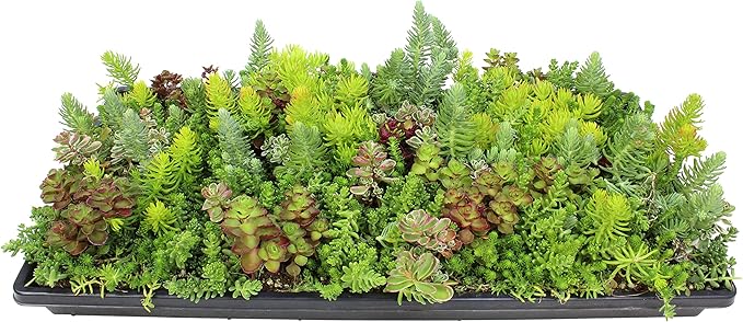 10 in. x 20 in. Sedum Groundcover Mat, Non-toxic Hardy Stonecrop for Landscaping, Live Succulents, Pet Friendly Plants for Cats & Dogs, Drought Resilient, Easy Care