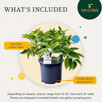 Red Lime Tree Live Plants 13" - 22" Tall – Indoor Outdoor Fruit Tree Plant Growing, Live Citrus Tree Mothers Day Gift for Mom Home Garden Patio and Decor Use, Cannot Ship CA AZ TX LA by Via Citrus