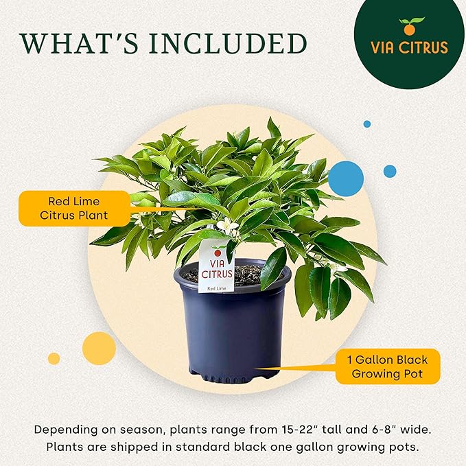 Red Lime Tree Live Plants 13" - 22" Tall – Indoor Outdoor Fruit Tree Plant Growing, Live Citrus Tree Mothers Day Gift for Mom Home Garden Patio and Decor Use, Cannot Ship CA AZ TX LA by Via Citrus