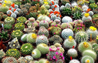 Cactus Mix Cacti About 50 Seeds for Planting Succulents Plant Group Cactaceae