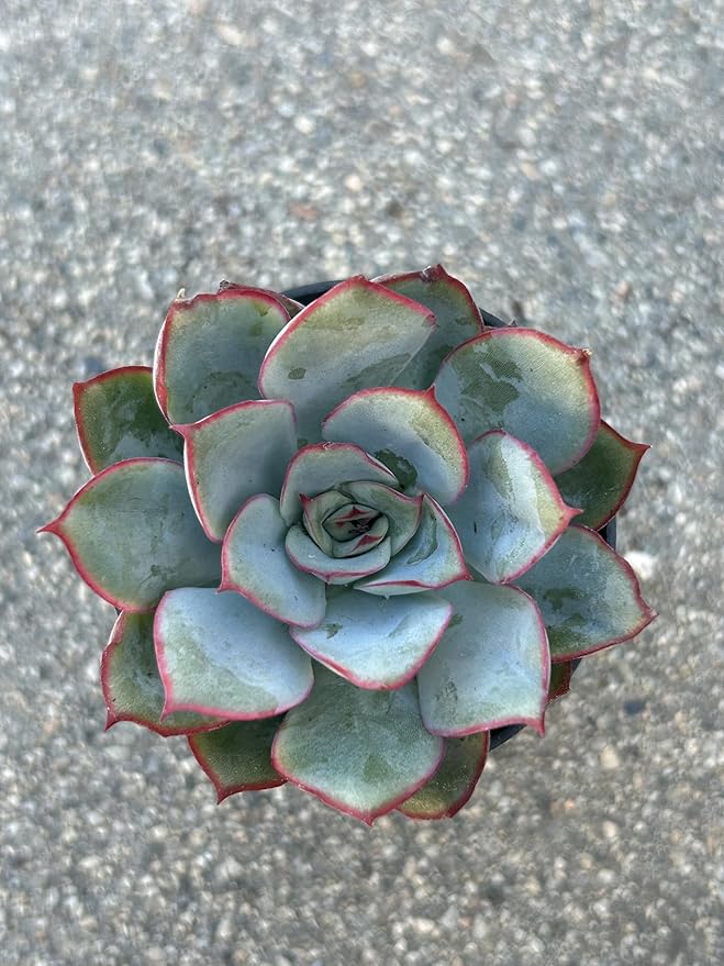 Succulent Plant, Blue-Green with Red Edges, Live Rosette, Indoor Outdoor Decor
