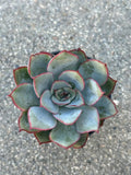 Succulent Plant, Blue-Green with Red Edges, Live Rosette, Indoor Outdoor Decor