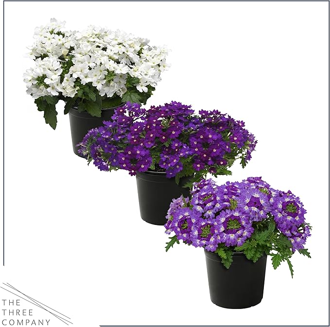 Live Flowering Verbena - Grower's Choice Assorted Colors (3 Plants Per Pack) - Healthy Flowering Plant - Beautiful Spring Color - 10" Tall by 5" Wide in 1Qt Pot