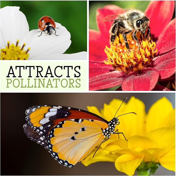Seed Needs Italian White Sunflower Seeds for Planting Pale Yellow Sunflowers - Heirloom & Open Pollinated Flower Seed to Plant an Outdoor Butterfly Garden (2 Packs)