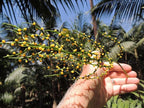 Chamaedorea elegans (Parlor Palm) – Live Indoor Palm Tree | Easy-Care Houseplant | Air-Purifying Tropical Plant (No Pot) (1, Medium)