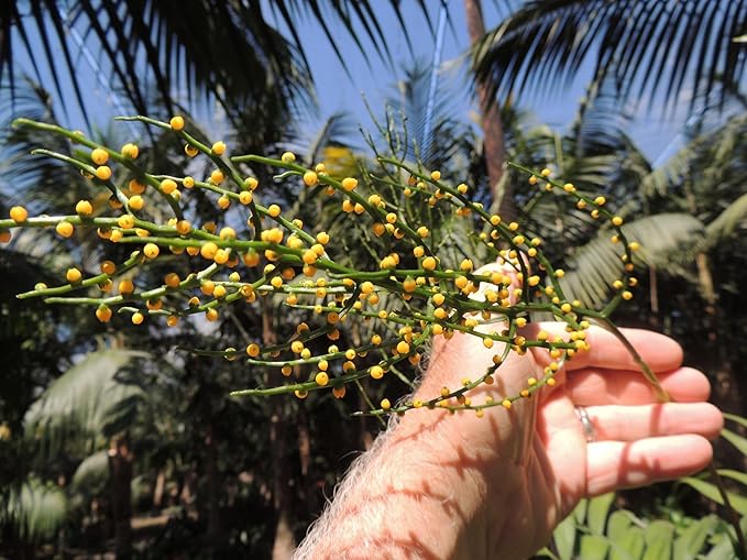 Chamaedorea elegans (Parlor Palm) – Live Indoor Palm Tree | Easy-Care Houseplant | Air-Purifying Tropical Plant (No Pot) (2, Medium)