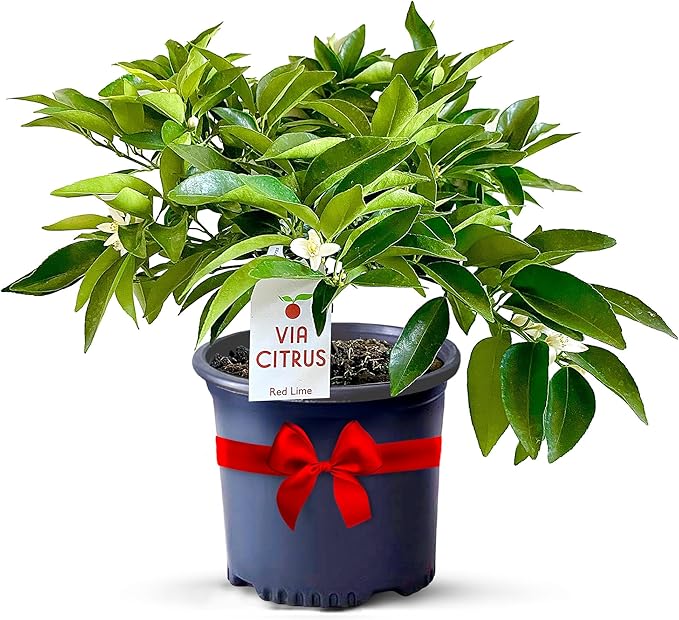 Red Lime Tree Live Plants 13" - 22" Tall – Indoor Outdoor Fruit Tree Plant Growing, Live Citrus Tree Mothers Day Gift for Mom Home Garden Patio and Decor Use, Cannot Ship CA AZ TX LA by Via Citrus