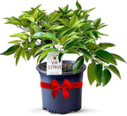 Red Lime Tree Live Plants 13" - 22" Tall – Indoor Outdoor Fruit Tree Plant Growing, Live Citrus Tree Mothers Day Gift for Mom Home Garden Patio and Decor Use, Cannot Ship CA AZ TX LA by Via Citrus