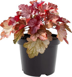 Live Heuchera (Coral Bells) - Shades of Red - Beautiful Shade Perennial - Healthy Spring Plant - 12" Tall by 6" Wide in 2.5 Qt Pot