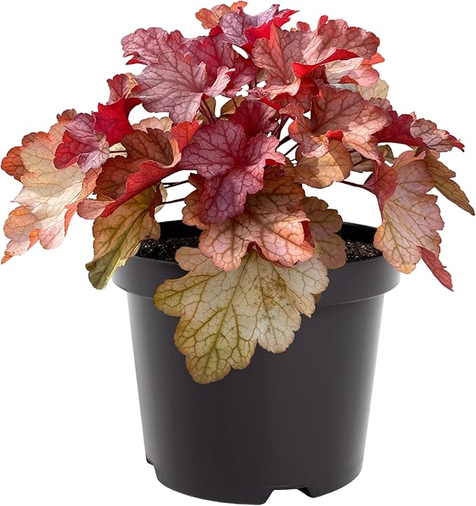 Live Heuchera (Coral Bells) - Shades of Red - Beautiful Shade Perennial - Healthy Spring Plant - 12" Tall by 6" Wide in 2.5 Qt Pot