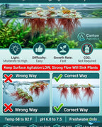 Red Root Floaters Live Plant, Floating Plants for Aquarium Surface Shade, Easy Care for Freshwater Fish Tanks and Ponds 1-2 Ounce Portion