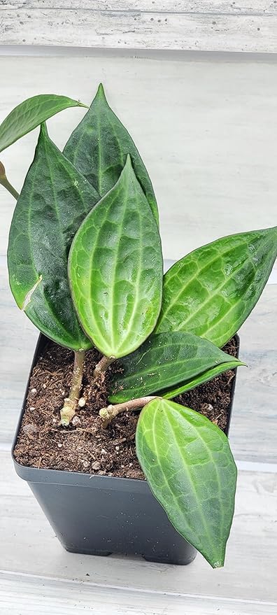 Hoya macrophylla Green Plant in 4 inch Pot Nursery Plant Pot Live Rare Exotic Tropical Indoor House Plants Easy to Grow Housewarming Gift Decoration Gift for Home or Office by 3exoticgreen