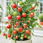 Unves 6 Pack Peony Cage, 13" W x 32" H Half Round Ring Metal Plant Support Stakes, Heavy Duty Peony Cages and Supports for Indoor Outdoor Plants, Vegetables and Flowers with Clips, Ties and Gloves