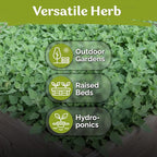 KVITER 1000 Lambs Quarters Seeds (Chenopodium Album) - Goosefoot, Wild Spinach, Edible Leaves, Heirloom Herbs Seed, Non GMO - Annual Herb Seeds in Seed Packets for Outdoor Gardens or Raised Beds