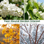 White Japanese Lilac Tree Seeds - 100 Non-GMO Heirloom Seeds for Planting, Fragrant Flowering Tree for Pollinator Gardens, Landscaping & Privacy Screens, USDA Zones 3-7