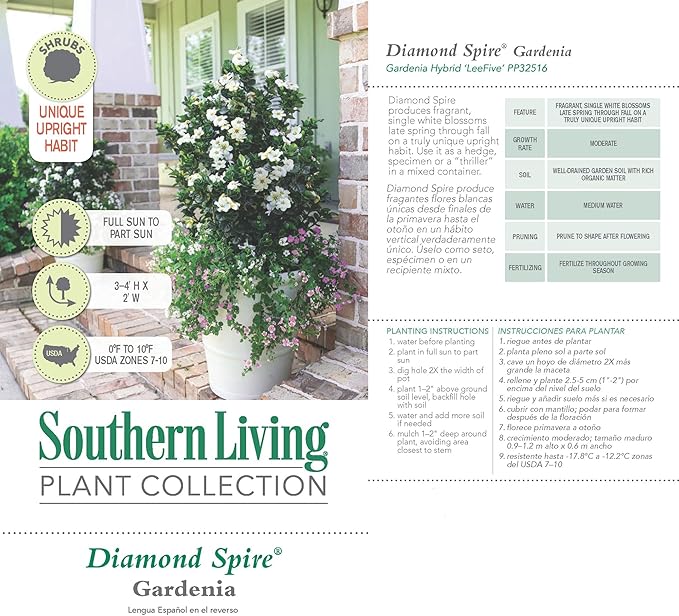 2 Gallon Southern Living Plant Collection Gardenia Diamond Spire Shrub