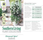 2 Gallon Southern Living Plant Collection Gardenia Diamond Spire Shrub