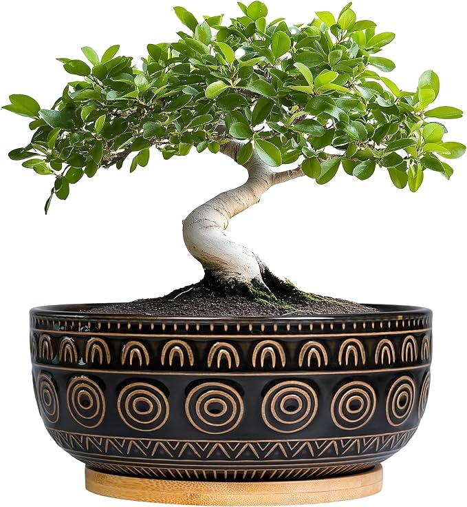 Eightpot Ceramic Bonsai Pots - 8 Inch Plant Pot for Succulent, Round Planter for Indoor Plants, Shallow Planters with Drainage Hole and Tray, Boho Bonsai Bowl, Living Room Decor, Black