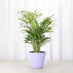 Thorsen's Greenhouse Parlor Palm Plant, Live Indoor Plant, Neanthe Bella Palm, Natural Air Purifier, Easy to Grow, Pet Safe Plant, 4-inch Diameter Pot (Lavender)