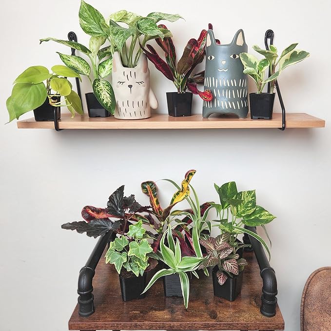 Easy to Grow Live Houseplants (12 Pack), Deluxe Collection of Assorted Air Purifying Indoor Plants, Peperomia, Spider Plants, Pothos, Easy Plant Care, 2 in Pots, Begonia, Croton