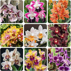 110+ Mix Orchid Seeds for Planting in Home Garden-Non-GMO Heirloom Plant Seeds Garden Outdoor