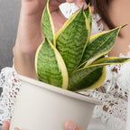 Altman Plants Live Snake Plant (Superba), Approx. 13" Tall, Virtually Indestructible, Easy Succulent Houseplant, 4 in Pot